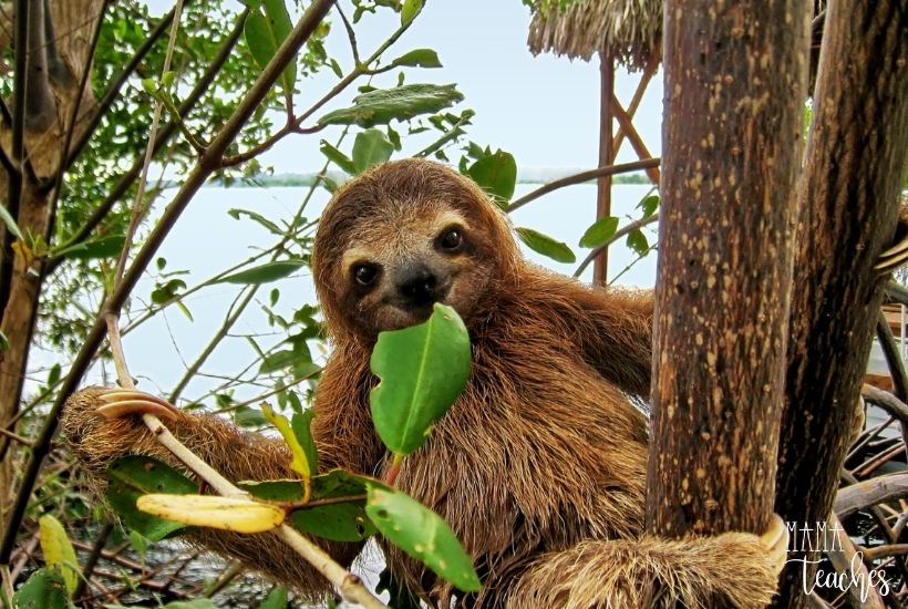 image of a sloth